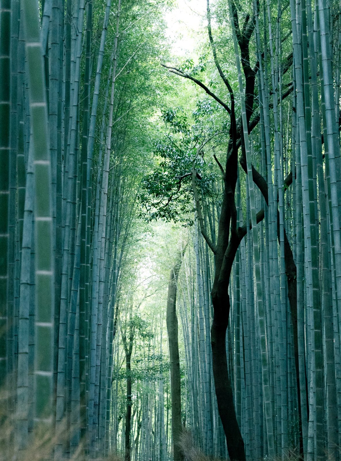 嵐山・竹林の道 — 観光・旅行